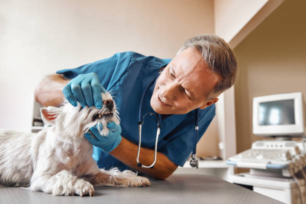 Best Emergency Tooth Extraction in Lonaconing, MD